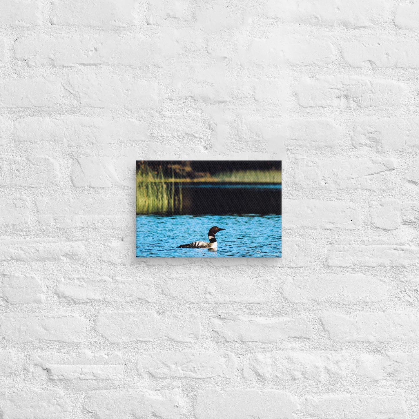 Canvas - Common Loon