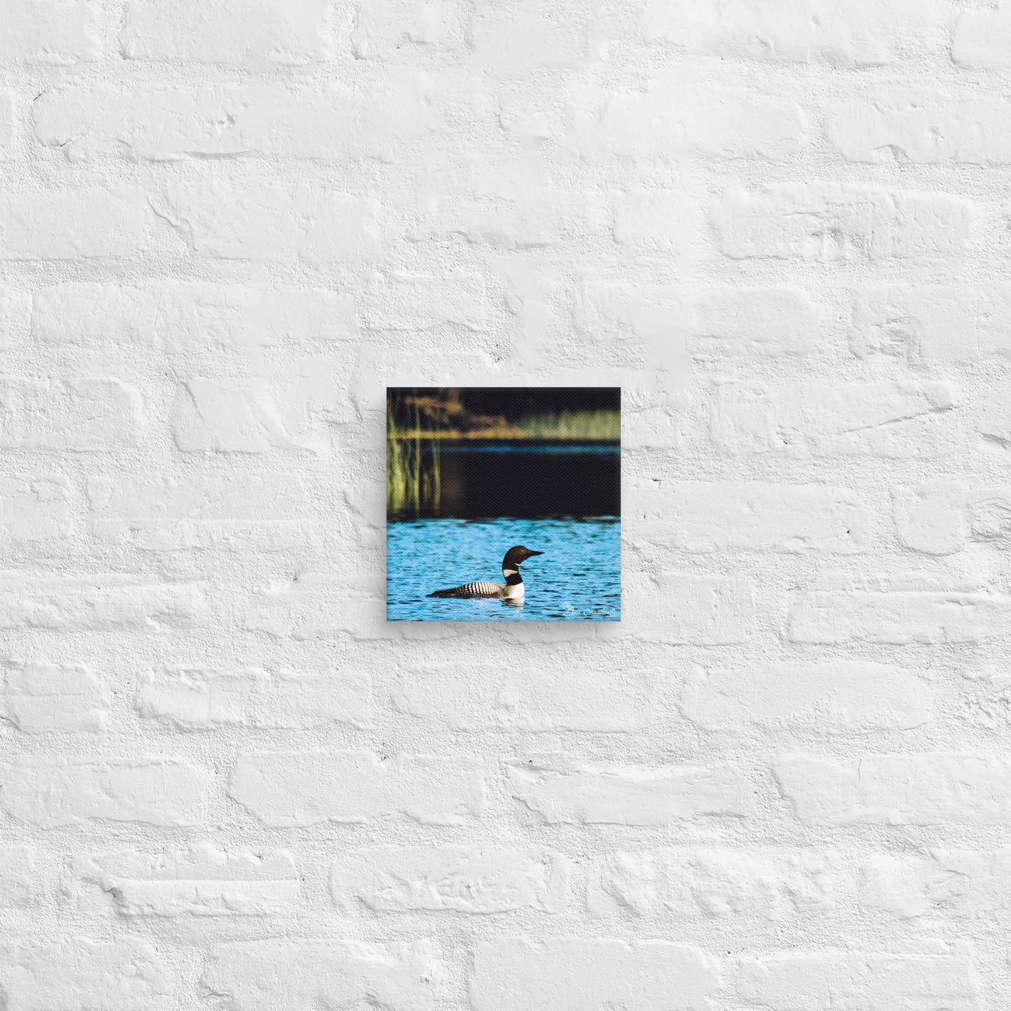 Canvas - Common Loon