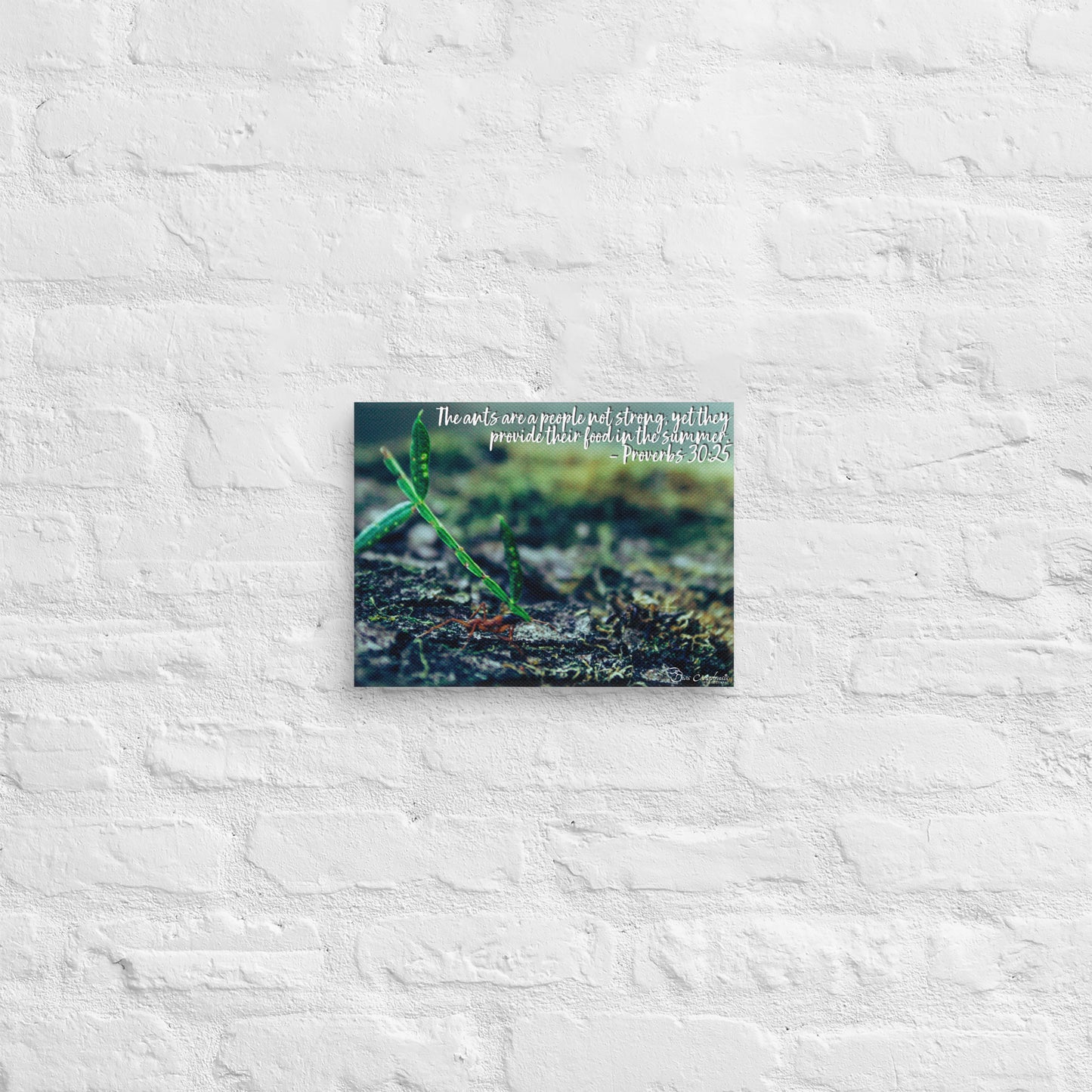 Canvas - Proverbs Wisdom Series - The Ants
