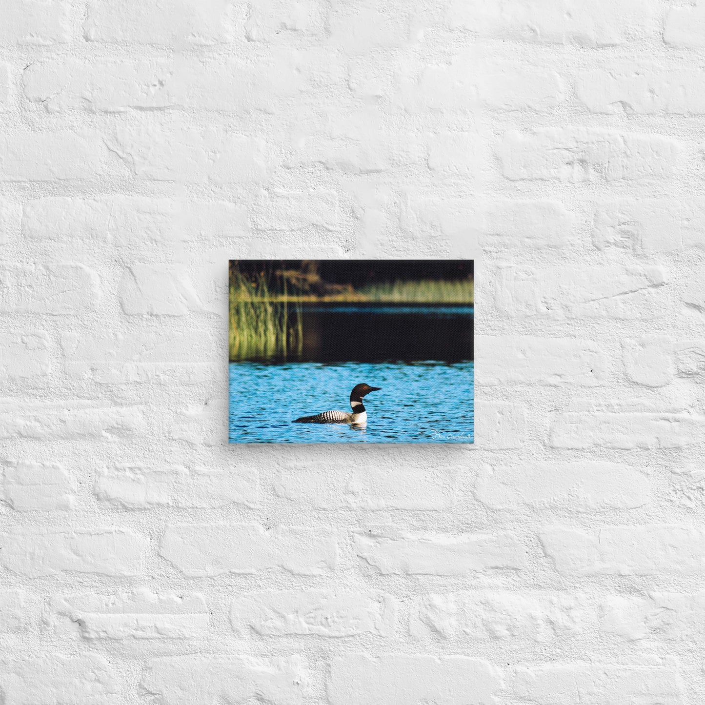 Canvas - Common Loon