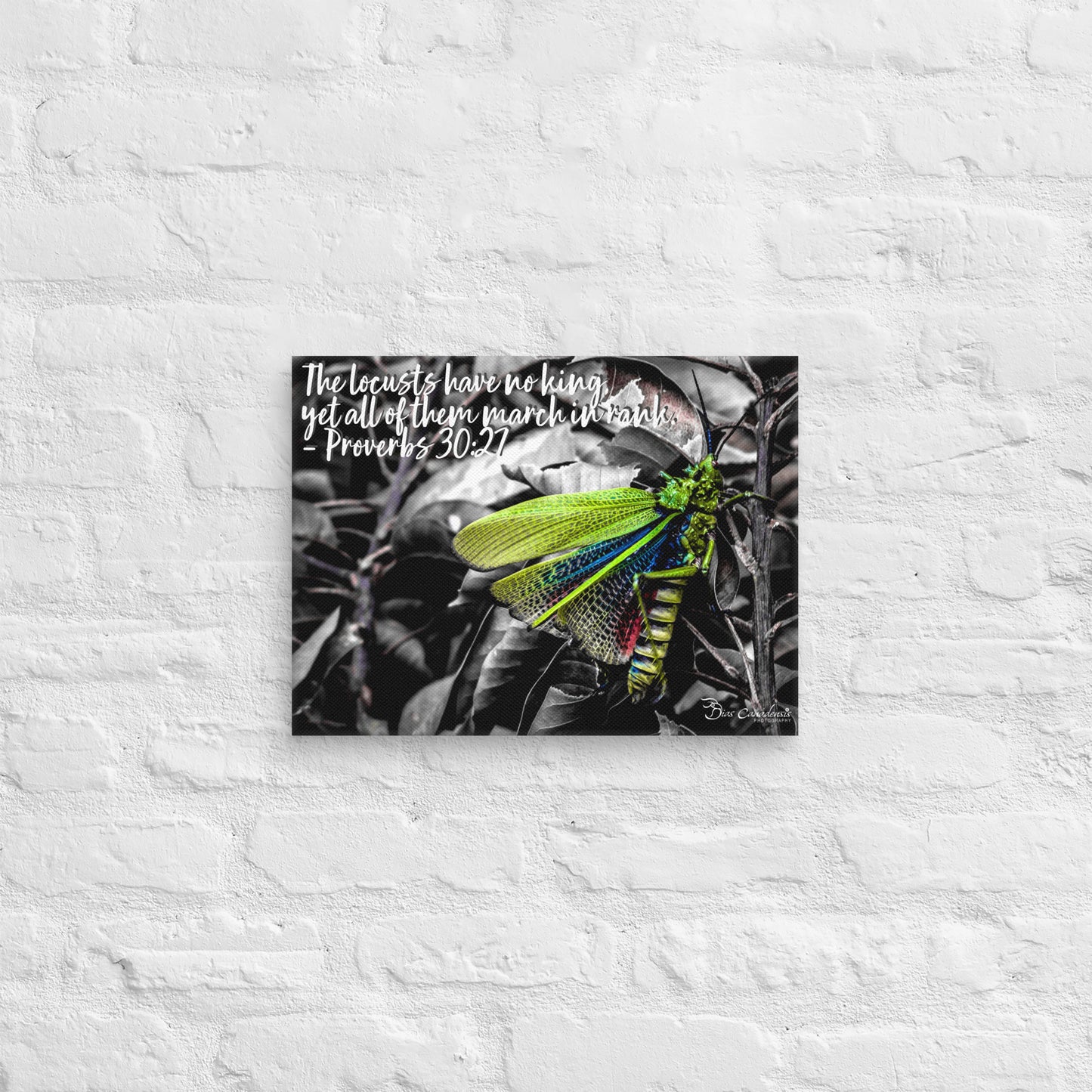 Canvas - Proverbs Wisdom Series - The Locust