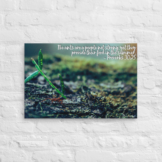 Canvas - Proverbs Wisdom Series - The Ants