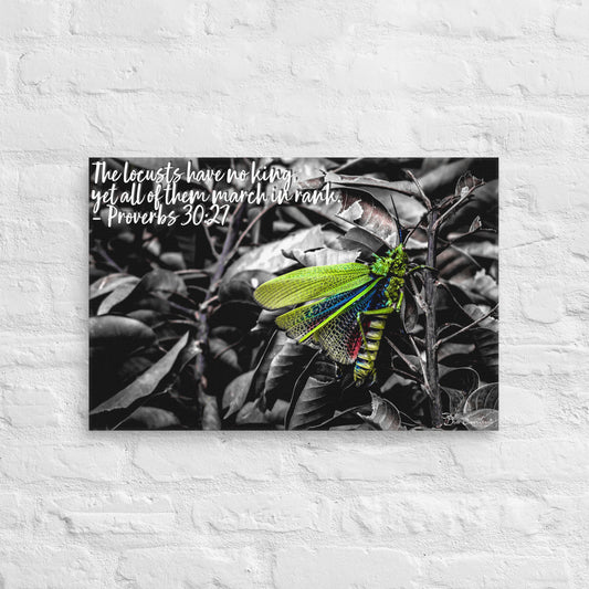 Canvas - Proverbs Wisdom Series - The Locust