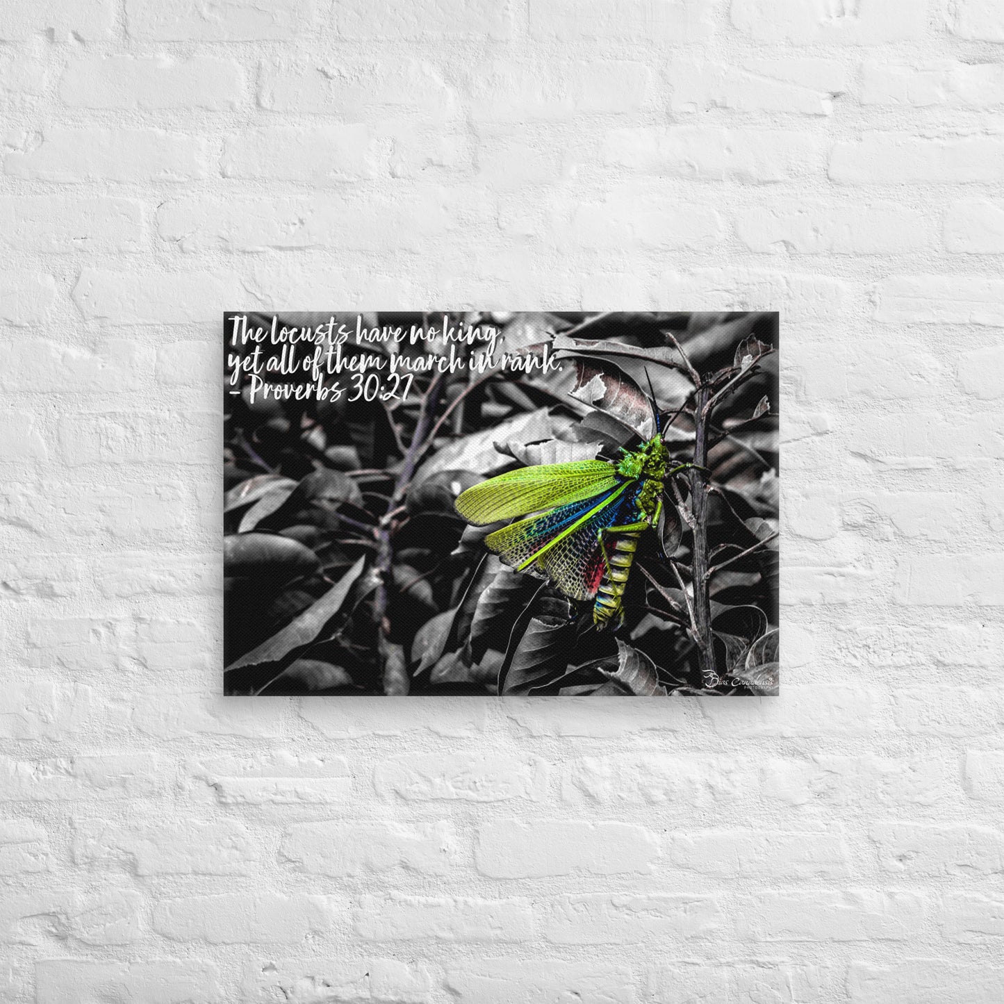 Canvas - Proverbs Wisdom Series - The Locust