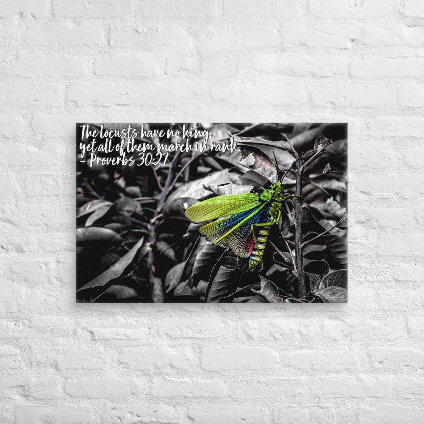 Canvas - Proverbs Wisdom Series - The Locust