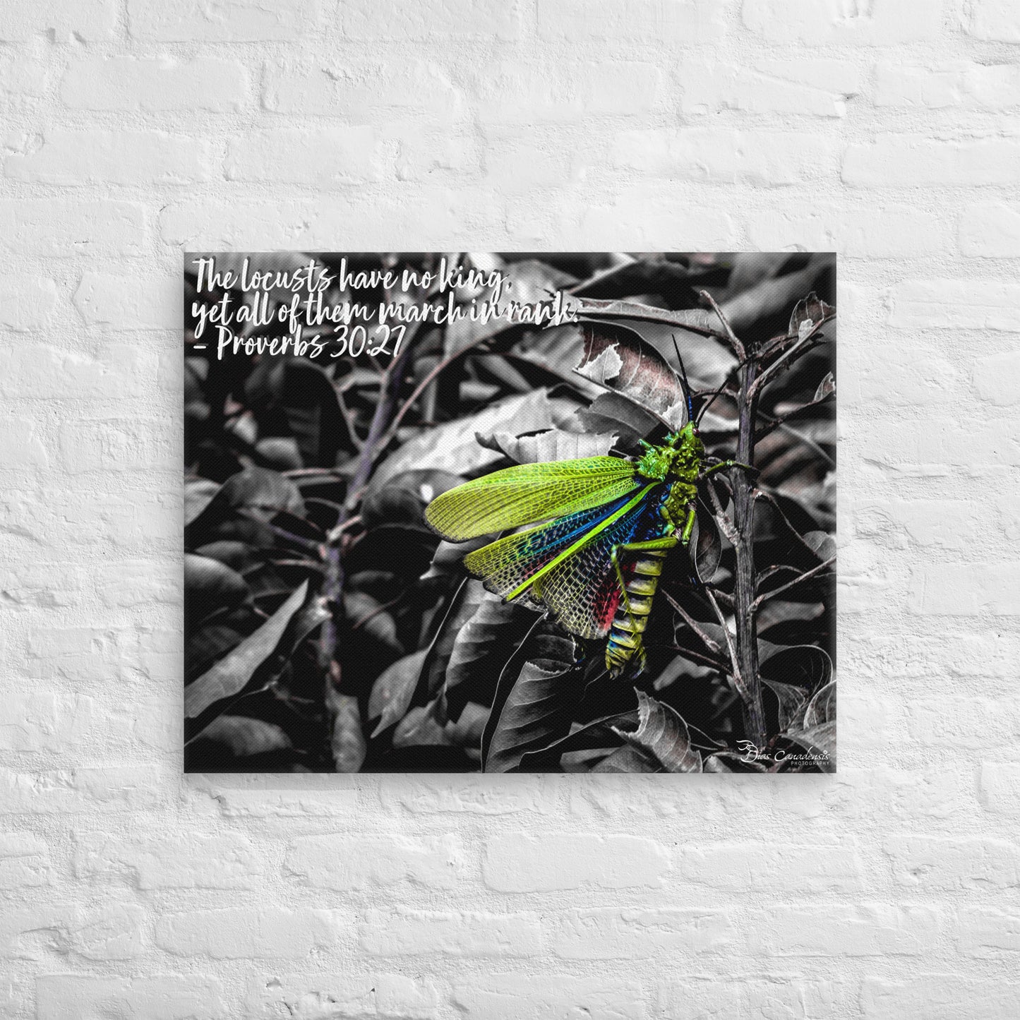 Canvas - Proverbs Wisdom Series - The Locust