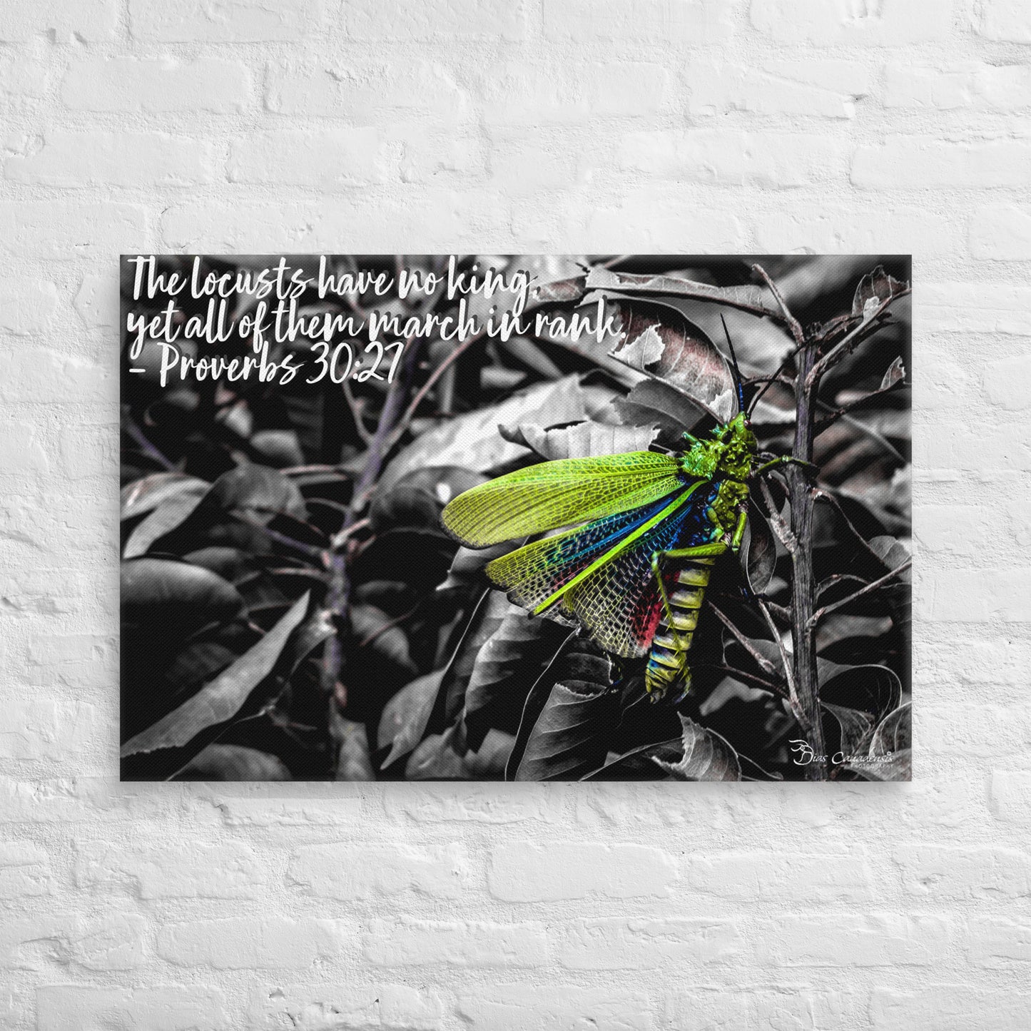 Canvas - Proverbs Wisdom Series - The Locust