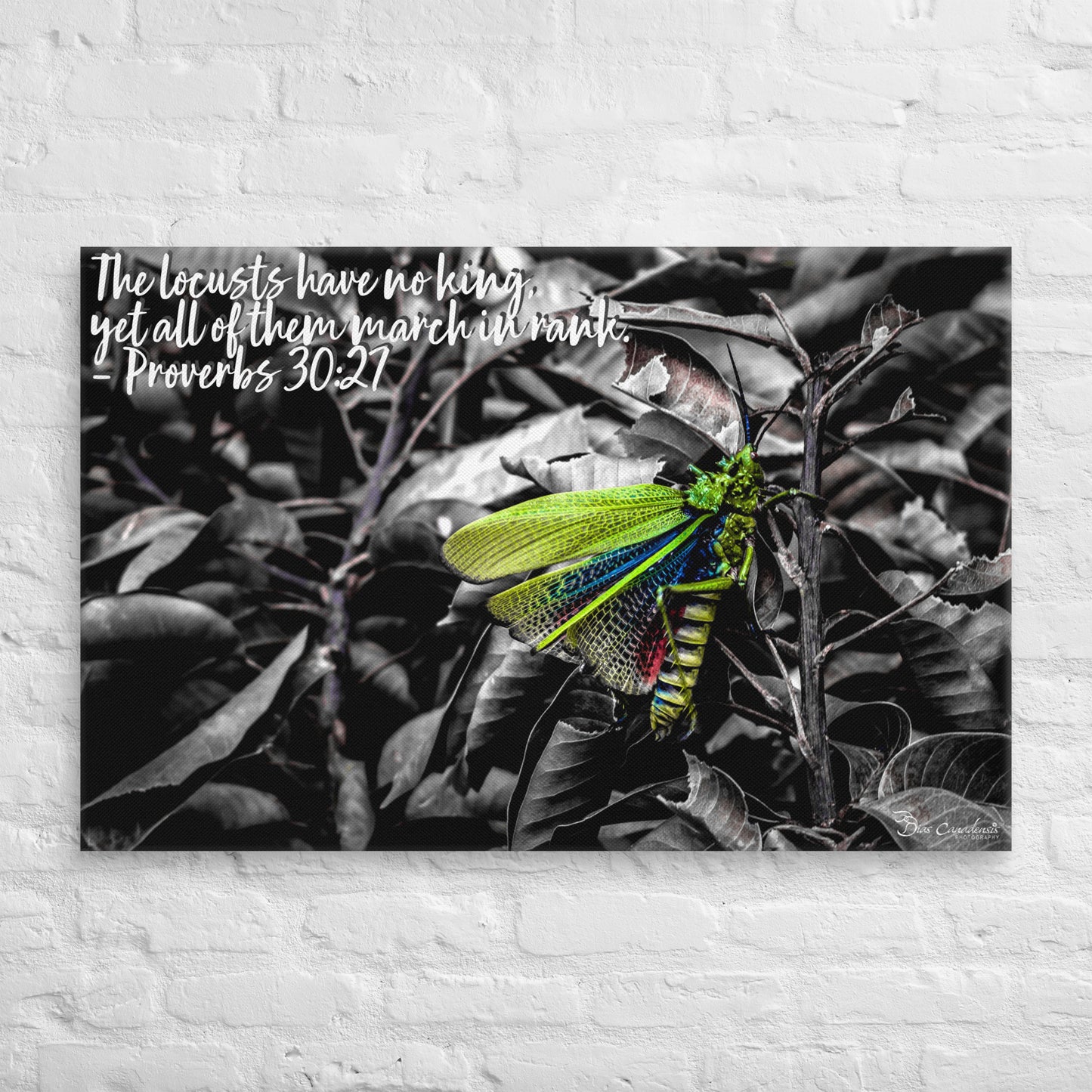 Canvas - Proverbs Wisdom Series - The Locust