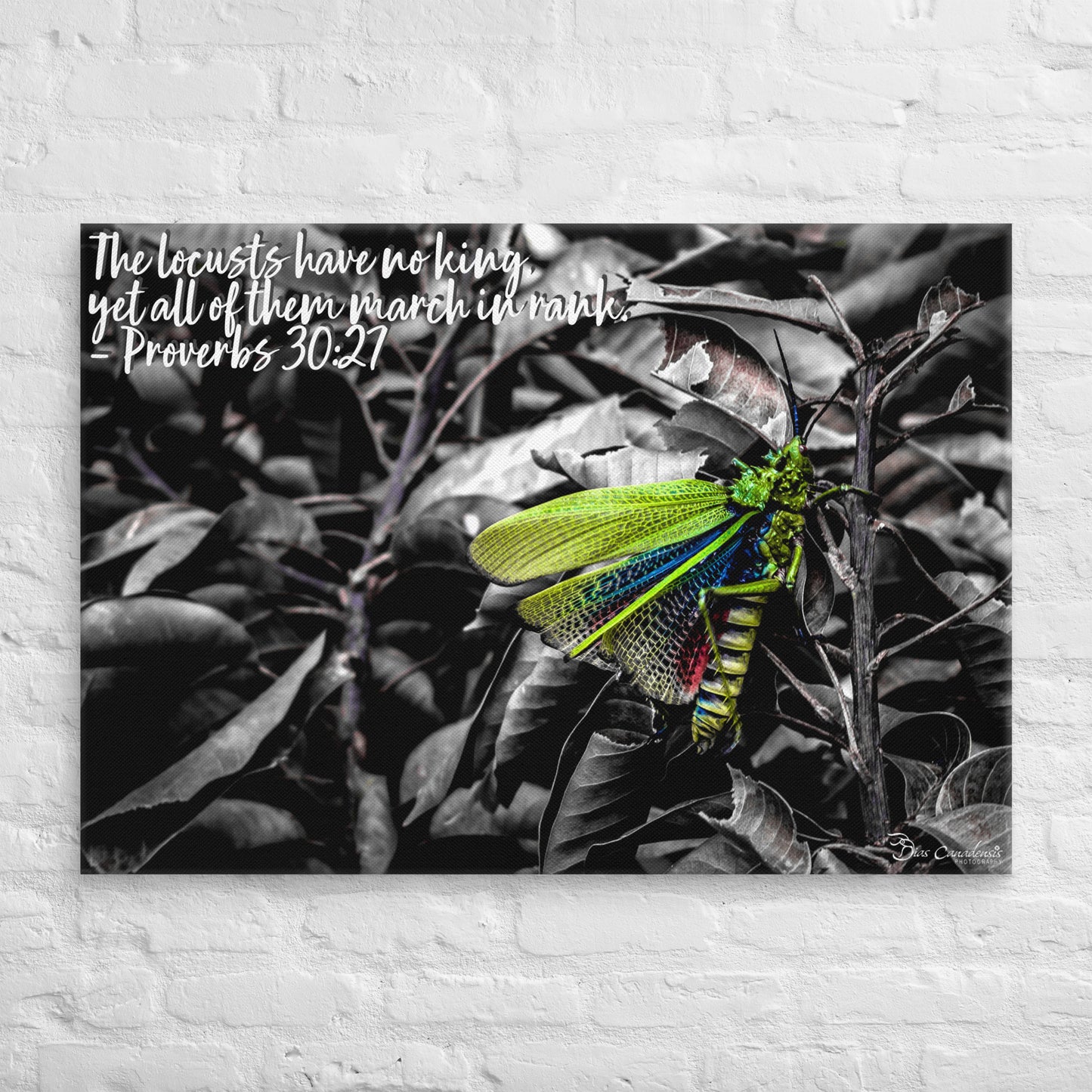 Canvas - Proverbs Wisdom Series - The Locust