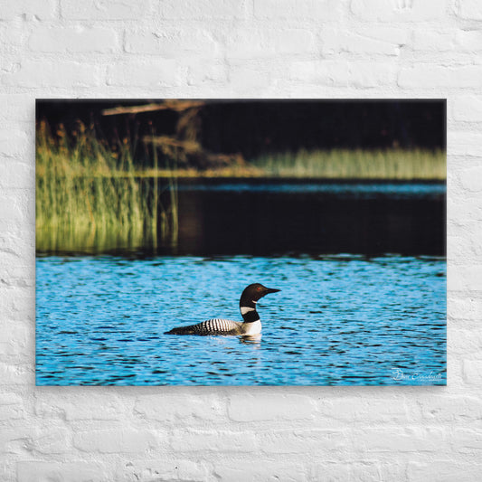 Canvas - Common Loon