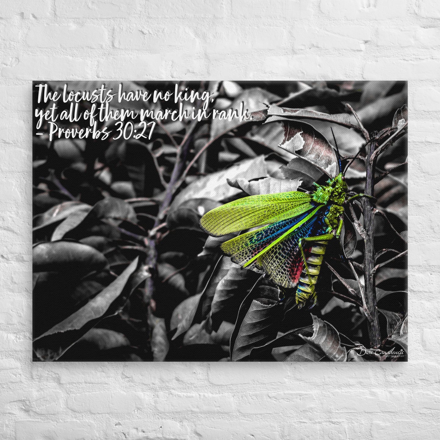 Canvas - Proverbs Wisdom Series - The Locust